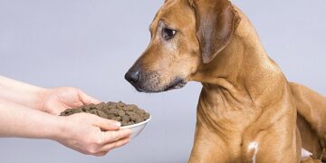 Канадский корм Акана для собак: достоинства и покупка