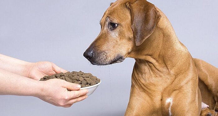 Канадский корм Акана для собак: достоинства и покупка