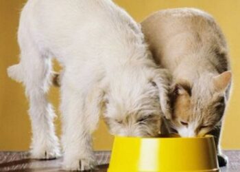 Как подобрать качественный корм для домашних питомцев: правила и советы