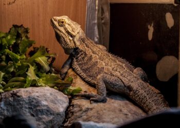 Путешествие в мир ящериц: оборудование и уход за террариумом для рептилий