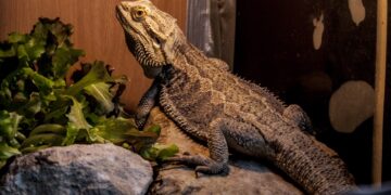 Путешествие в мир ящериц: оборудование и уход за террариумом для рептилий