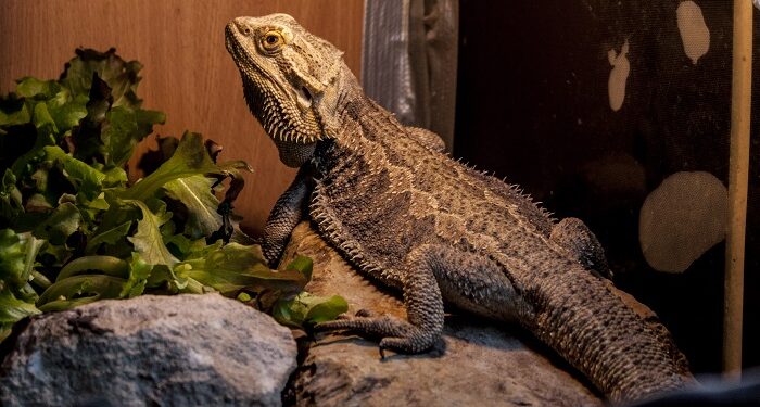 Путешествие в мир ящериц: оборудование и уход за террариумом для рептилий