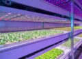 Вирощування листового салату під фітосвітлодіодами: ефективність, переваги та технології