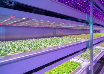 Вирощування листового салату під фітосвітлодіодами: ефективність, переваги та технології