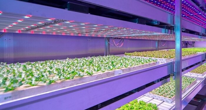Вирощування листового салату під фітосвітлодіодами: ефективність, переваги та технології