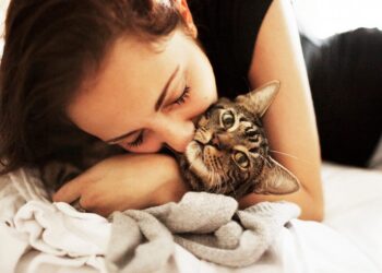 Яка порода кота вам підходить: особливості та поради