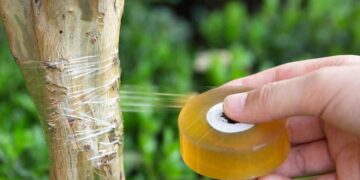 Плівка для окулірування: переваги та правила використання