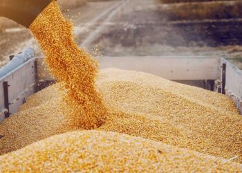 What are the Top 3 grain exporting countries