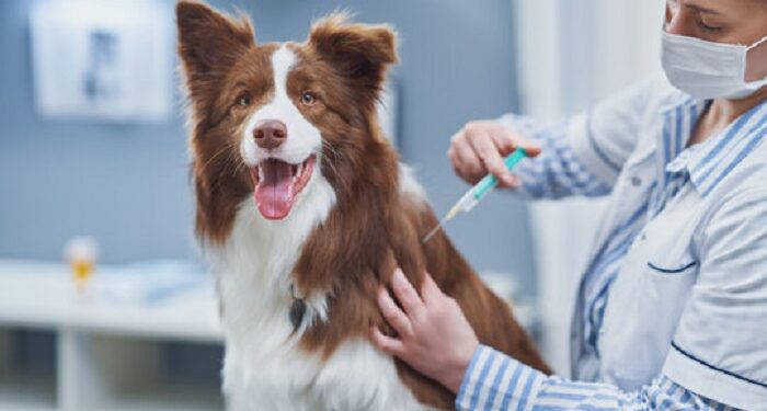 Різновиди та вибір комплексної вакцини для собак: переваги та особливості