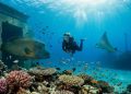 Getting ready for the Red Sea: a practical guide to Egypt’s Southern Coast
